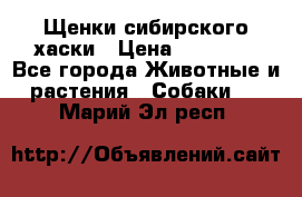 Щенки сибирского хаски › Цена ­ 12 000 - Все города Животные и растения » Собаки   . Марий Эл респ.